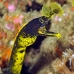 eel_ribbon_kbraerpr3_v_0085_sul3070.jpg